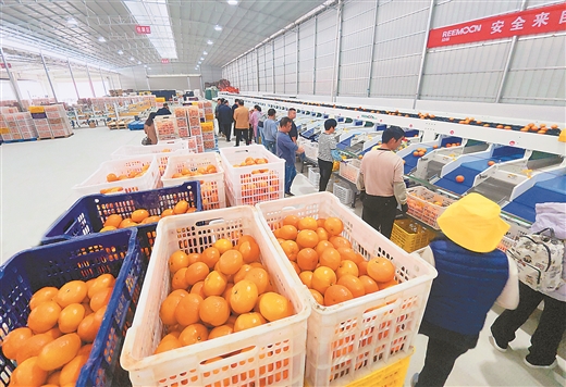 泰禾智能：智能农副食品分选装备应用于300多种物料分选已销售至国内30多个省市自治区及出口至10个国家和地区(图1)