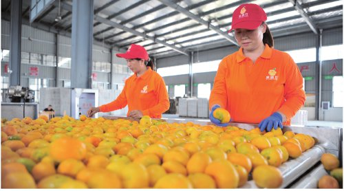 平凉崆峒：从“一颗番茄”到“多元果篮”(图1)