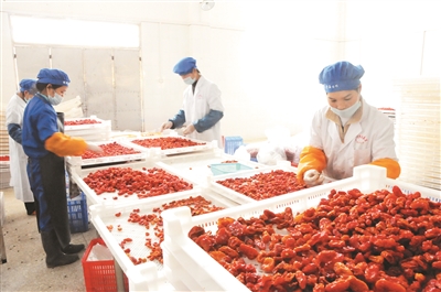 社旗县做强粮食深加工综合利用(图1)